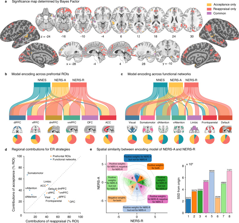 Comparing acceptance, reappraisal, and negative emotion signatures.a Brain regions of the class of each voxel (Acceptance only, Reappraisal only, or Common). River plots illustrated the spatial similarity (cosine similarity) between reconstructed ‘activation pattern’ and anatomical parcellation of the prefrontal cortex69 (b), or resting-state-based functional parcellation of cortical regions70 (c). Reconstructed ‘activation patterns’ were FDR-thresholded (q < 0.05), and only positive voxels were included in similarity analyses. In b, c, the thickness of the ribbons indicates the normalized maximum cosine between sets. The pie charts indicate the relative contributions of each pattern to each ROI (a) or network (b) (i.e., the percentage of voxels with the highest cosine similarity for each map). d Regional contribution scores for acceptance versus reappraisal79. X-axis–reappraisal model contribution (percentage of ROI or network occupied by the encoding model of reappraisal), y-axis–acceptance model contribution (percentage of ROI or network occupied by the encoding model of acceptance). The gray line represents equal contribution in both models; a greater distance from the line indicates stronger imbalance. Points on the left indicate higher contribution for acceptance, whereas points on the right indicate higher contribution for reappraisal. e Voxel-level spatial similarity between the encoding model of NERS-A and NERS-R. Scatter plots illustrate normalized unthresholded voxel beta weights of the reconstructed ‘activation pattern’ of NERS-A (y-axis) and NERS-R (x-axis). Colored octants indicate voxels of shared positive (Octants 2) or shared negative (Octants 6), selective positive weights for NERS-A (Octant 1) or NERS-R (Octant 3), selective negative weights for NERS-A (Octant 5) or NERS-R (Octant 7), and voxel weights opposite for the two signatures (Octants 4 and 8). The right bars indicate the sum of squared distances from the origin (0, 0) for each octant, which integrates the number of voxels and combined weights. The numerical values shown at the top of each bar represent these total squared distances for the corresponding octant. See Fig. S4d for the results of voxel-level spatial similarity between the decoding model of NERS-A and NERS-R. dlPFC dorsolateral prefrontal cortex, vlPFC ventrolateral prefrontal cortex, dmPFC dorsomedial prefrontal cortex, vmPFC ventromedial prefrontal cortex, OFC orbitofrontal cortex, ACC anterior cingulate cortex, dAttention dorsal attention, vAttention ventral attention.