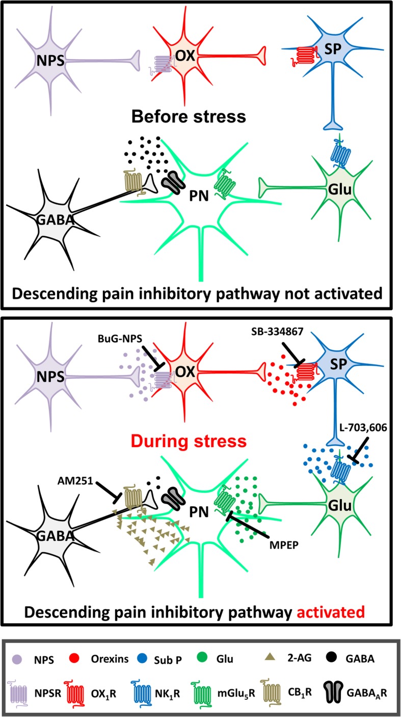 A proposed schema illustrating how NPS, orexins, substance P, mGlu5R and endocannabinoid (2-AG) may be involved in SIA. Before stress, the projection neurons in the vlPAG is under GABAergic inhibitory control. During stress, hypothalamic orexin neurons (OX) are activated by NPS, which is released possibly from the NPS neurosn in peri-LC and/or the KF-PBN in mice [24], releasing orexins that activate the OX1Rs on neurokinin (SubP) neurons and release substance P in the vlPAG. Then, substance P activates the NK1R-containing glutamate (Glu) neurons, yielding massive glutamate that in turn activates perisynaptic mGlu5Rs to initiate the GqPCR signalling and generate 2-AG. This endocannabinoid then retrogradely activates presynaptic CB1Rs to inhibit GABA release in the vlPAG, ultimately leading to analgesia. The points of pharmacological intervention performed in this study are marked with blunt arrows, labelled with the respective antagonists. The images of neurons are adapted from Illustration Toolkit Neuroscience by Motifolio. PN: projection neuron. GABAAR: GABAA receptor