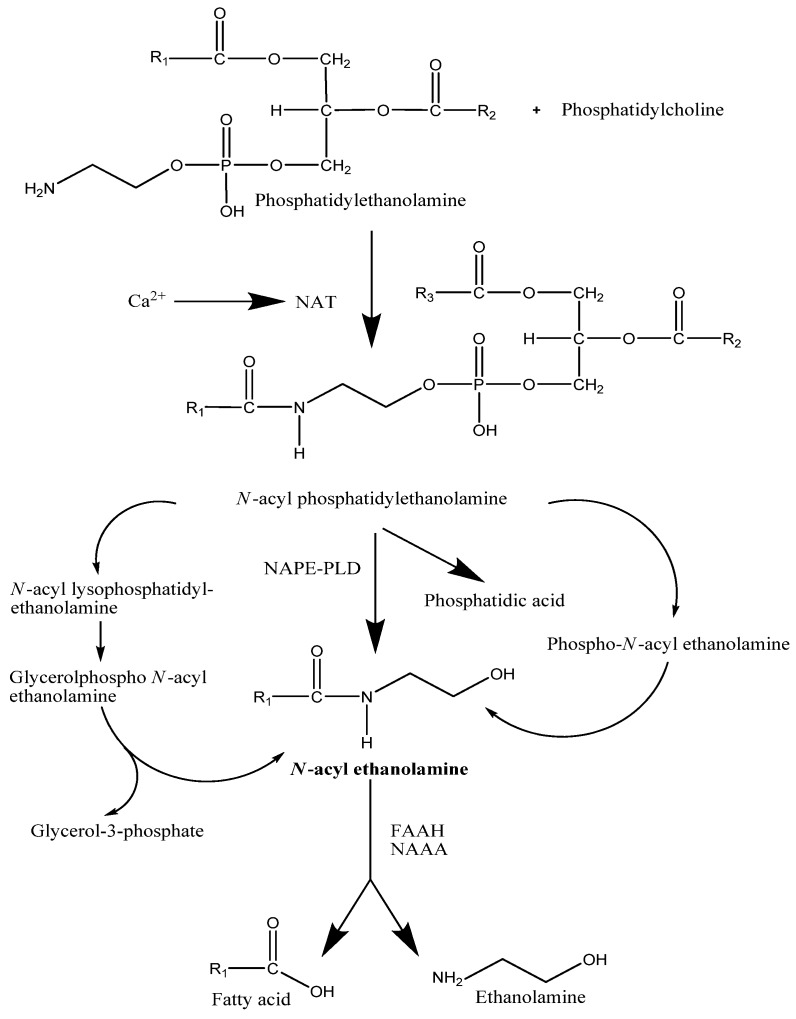 Proposed pathways for the synthesis and degradation of AEA.