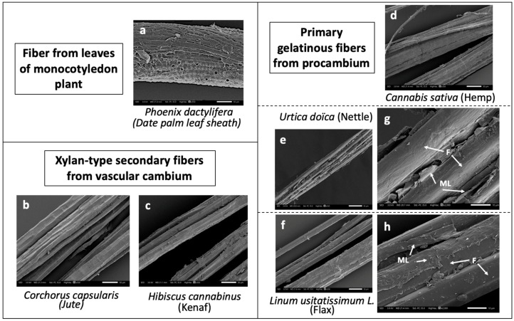 SEM images and classification of date palm leaf sheath (a), jute (b), kenaf (c), hemp (d), nettle (e), flax (f) fibers studied in this work. (g) and (h) are zooms on middle lamellae area of nettle and flax, respectively (F = fibers, ML = middle lamella). Scale bars correspond to 50-µm lengths for all except (g) and (h) (10 µm).