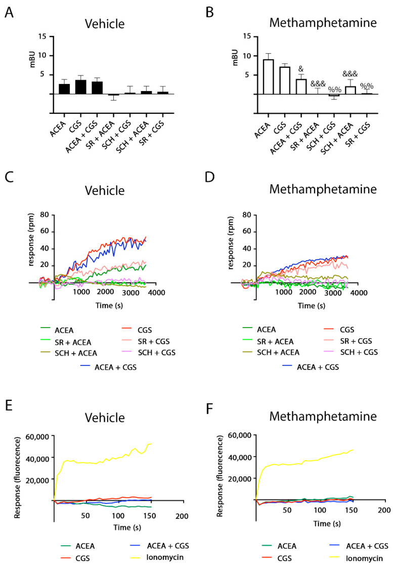 Methamphetamine effect on A2A–CB1Het functionality: ß-arrestin-2 recruitment, dynamic mass redistribution (DMR) and Ca2+ mobilization. HEK-293T cells transfected with cDNAs corresponding to A2AR-YFP (0.4 µg), CB1R (0.3 µg) and ß-arrestin-2-Rluc (0.5 µg) (A,B) or with A2AR (0.5 µg), CB1R (0.6 µg) (C,D) and 6GCaMP calcium sensor (1.5 µg) (E,F) were treated (30 min) with vehicle (A,C,E) or with 1 µM methamphetamine (B,D,F) and subsequently treated with 500 nM of the A2AR antagonist SCH 58261 (SCH) or with 500 nM of the CB1R antagonist SR 141716A (SR). Receptors were activated using 100 nM of the A2AR agonist CGS 21680 (CGS), with 200 nM of the CB1R agonist ACEA or both. In (E,F), a portion of the cells were stimulated with 1 µM ionomycin as a positive control. The BRET data resulting from ß-arrestin-2 recruitment (A,B), time-dependent DMR representative traces (C,D) and time-dependent representative traces of cytoplasmic Ca2+ levels (E,F) are shown. In (A,B), BRET is expressed as milli BRET units (mBU) and is given as the mean ± SEM of six different experiments grouped by amount of BRET acceptor. A one-way ANOVA followed by Bonferroni multiple comparison post hoc test showed a significant effect over 100% (& p < 0.05, &&& p < 0.001 versus ACEA condition; %% p < 0.01 versus CGS condition).