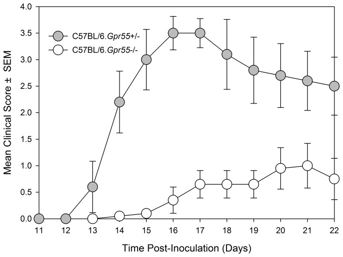 GPR55-deficiency can inhibit the development of EAE in C57BL/6 mice.Female C57BL/6 GPR55 knockout (n=10 white circles) and heterozygous wildtype littermates (n=5. Filled grey circles) were injected with 200μg MOG35-55 peptide in Freunds adjuvant on day 0 and 7. Neurological signs were scored daily 0-5 scale. The results represent the mean ± SEM daily scores (Table 1A).