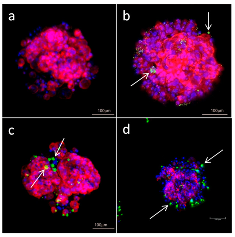 Confocal microscopy images of 3D cultured MCF-7 cells after 24 h incubation with FITC labeled siRNA: (a) Mcl-1, (b) CBD-1/Mcl-1, (c) CBD-2/Mcl-1, (d) CBD-2/Bcl-2. The concentration of siRNA was 0.5 µM and the dendrimer/siRNA molar ratio was 20:1. Arrows indicate complexes dendrimer/siRNA.