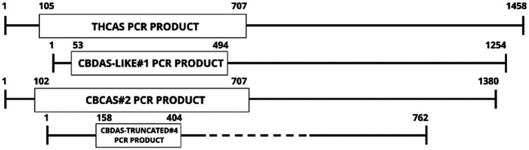Graphical representation of gene CDS alignments used for PCR amplification for siRNA generation.