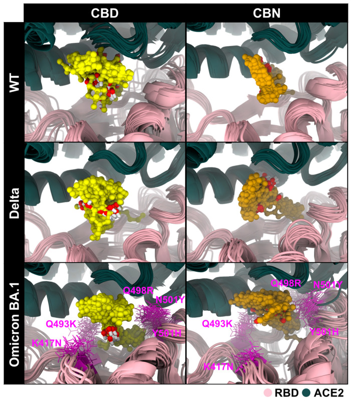 Structural superimpositions of CBD and CBN within binding pocket 1 of WT, Delta, and Omicron BA.1 RBD/ACE2 during 190–200 ns of simulation. Selected pocket-proximal Omicron BA.1 mutated residues visible in the current view are annotated to provide structural context for the SASA differences summarized in Table 2. CBD and CBN are shown as yellow and orange sphere representations in the current view.
