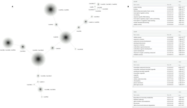 Weighted co-expression genetic network derived from the C. sativa transcriptome expression atlas.(A) Clusters represent modules of highly connected genes containing at least one oxylipin biosynthetic gene. (B) Functional enrichment analysis of gene modules containing oxylipin biosynthetic genes: Gene Ontologies for Molecular Functions (MF), Biological Processes (BP), and Cellular Components (CC) and KEGG.