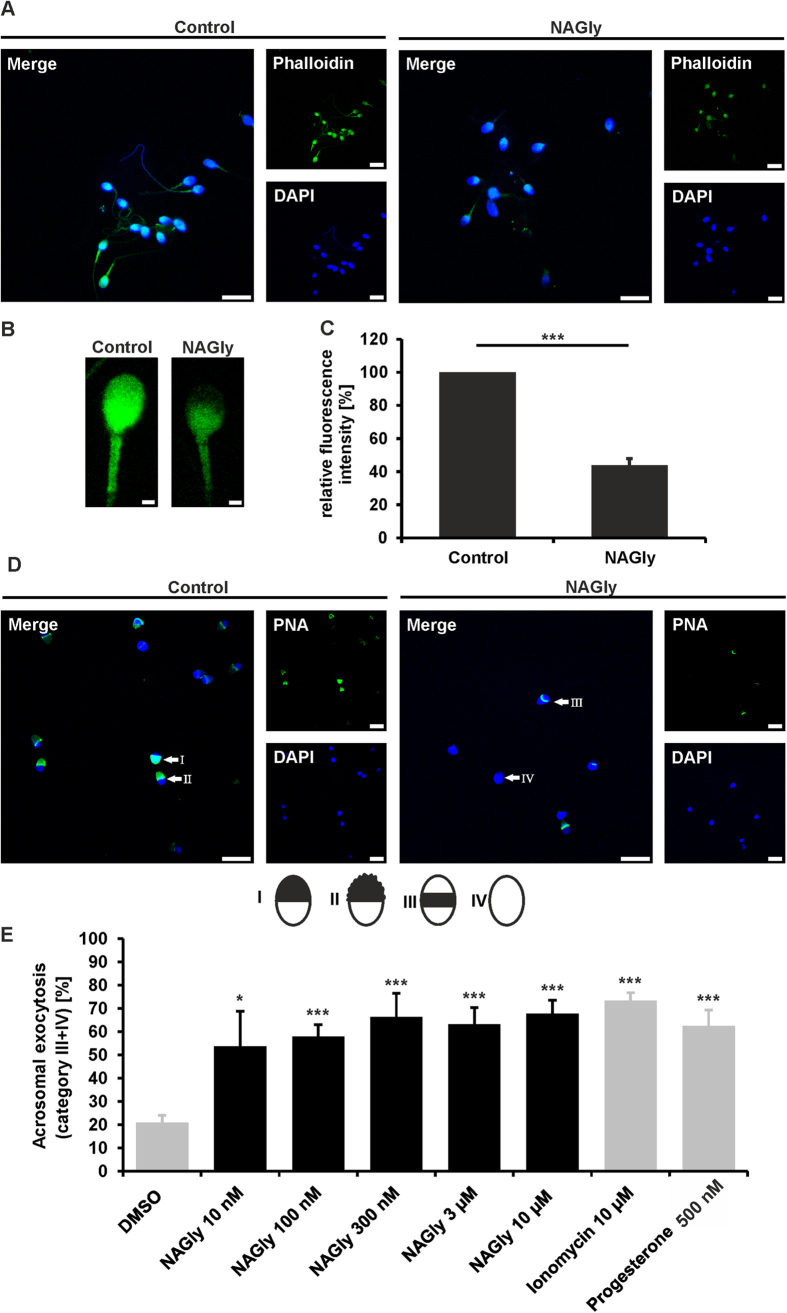 NAGly induced the reorganization of actin filaments and the acrosome reaction in human spermatozoa.(A) F-actin staining using FITC-conjugated phalloidin (green) of NAGly-stimulated (3 μM) spermatozoa and control cells (0.1% DMSO). The cells were incubated for 3 h. DAPI staining (blue) was used to determine the number and localization of cell nuclei. Scale bars: 10 μm. (B) Zoomed section of NAGly-stimulated (3 μM) and control spermatozoa stained with phalloidin-FITC (Phalloidin). Scale bars: 1 μm. (C) Quantification of relative fluorescence intensities revealed a significant reduction of F-actin levels upon NAGly stimulation in human sperm. Shown are the mean ± SEM (DMSO: n = 95 cells; NAGly: n = 95 cells; from three independent experiments; Mann-Whitney-U-Test: ***p < 0.001). (D) Representative pictures of the PNA-FITC (PNA) staining of control and NAGly-stimulated cells. Marked are the different categories of the acrosomal status (I-IV). DAPI staining (blue) was used to determine the number and localization of cell nuclei. Scale bars: 10 μm. (E) Quantification of acrosomal exocytosis (categories III-IV) upon NAGly stimulation using PNA-FITC. Stimulated cells (NAGly) were compared to control cells (0.1% DMSO); Three to five independent samples with a sperm population ranging from 97 to 364 cells per single experimental condition were analyzed. Values show the mean ± SEM (*p < 0.05, ***p < 0.001, Student’s t-test).