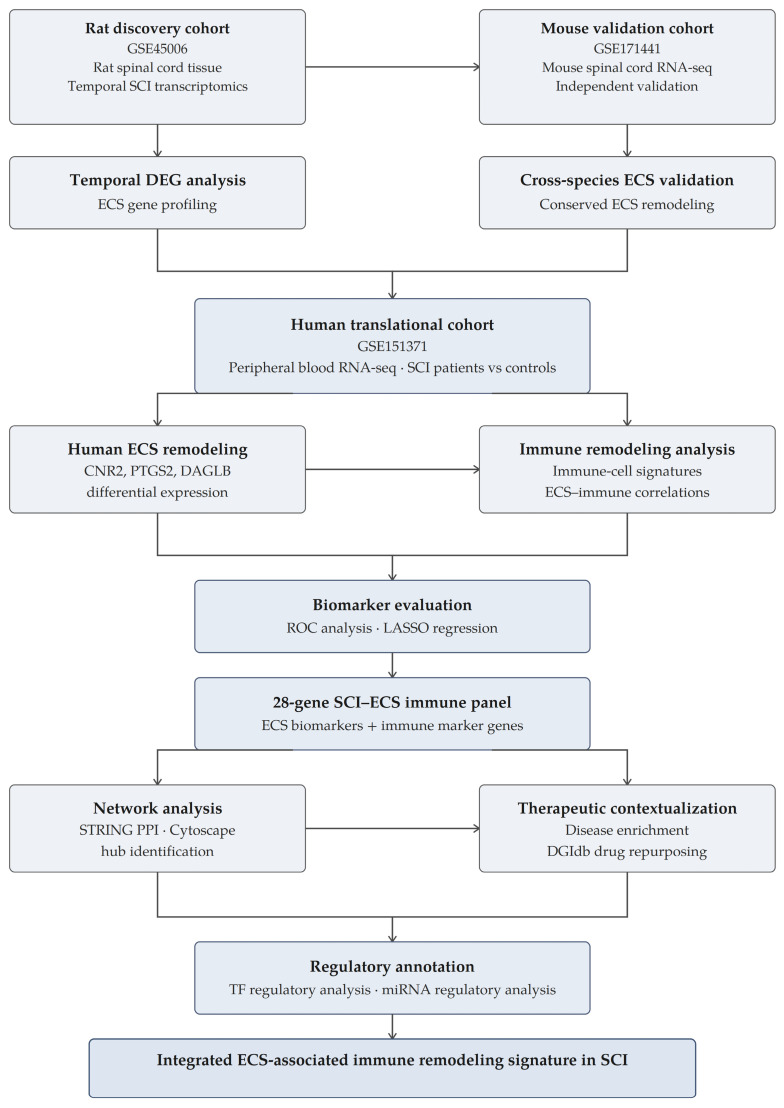Study design and analytical workflow. The study integrated three public transcriptomic datasets within a discovery–validation–translation framework. GSE45006 was used as the rat SCI discovery cohort for temporal differential expression analysis and ECS gene profiling, whereas GSE171441 served as an independent mouse validation cohort for cross-species assessment of ECS-associated transcriptional remodeling. GSE151371 was used as the human peripheral blood translational cohort to evaluate ECS gene alterations, immune-cell signature scores, ECS–immune correlations, and biomarker performance using ROC and LASSO analyses. ECS-related biomarker genes and immune marker genes were then integrated into a 28-gene SCI–ECS immune panel for STRING PPI analysis, Cytoscape hub identification, disease enrichment, DGIdb drug repurposing, and transcription factor (TF)/microRNA (miRNA) regulatory annotation.