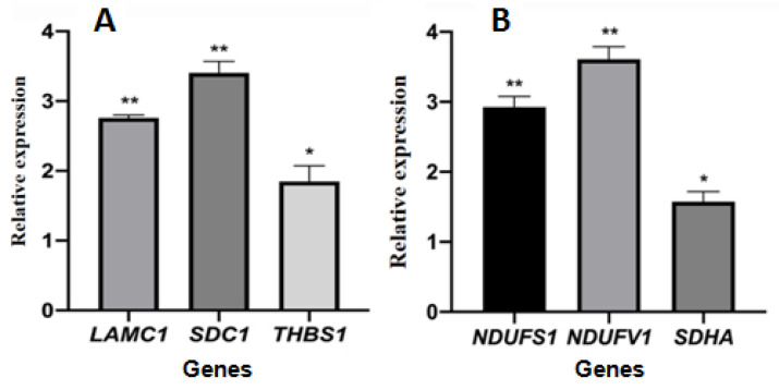 The relative gene expression of selected genes encoding differentially expressed proteins. (A): genes coded proteins enriched in ECM-receptor interaction pathway; (B): genes coded proteins enriched in oxidative phosphorylation pathway. The symbols * and ** indicates significant differences compared with the solvent control group, p < 0.05 or p < 0.01, respectively.
