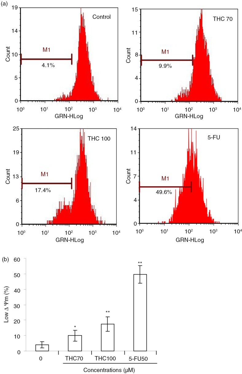 Effects of THC on mitochondrial membrane potential (Δψm) in MCF-7 cells. (a) Evaluation of mitochondria membrane potential (Δψm) in MCF-7 cells was done with Rhodamine 123 stain by flow cytometry. (b) The percentage of M1 reflects the reduction of Δψm. All experiments were done independently in triplicate per experimental point, and representative results are shown. All data represent as the mean ±SD of three independent experiments. *p<0.05 and **p<0.01 versus control.