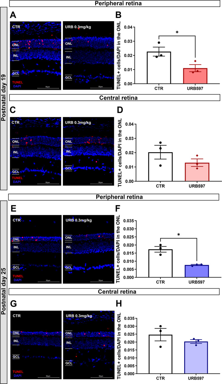 URB597 treatment decreases cell death at the peripheral region of the retina in rd10 mice at P19 and P25. Daily intraperitoneal treatment with URB597 decreased the number of TUNEL labeled dying cells (red) in the ONL at the peripheral region of both P19 and P25 rd10 mice. A-B On the periphery of the retina, quantification of TUNEL + cells in the ONL of URB597 treated mice at P19 showed a decrease in cell death. C-D However, no effect could be observed on the number of dying cells in the center. E–F Protection of the peripheral region was also observed at P25 in treated animals compared to controls. G-H Similar to P19, the protective effect was restricted to the peripheral region of the retina, with no differences between treated and control groups in the center of the retina. ONL—Outer nuclear layer. Calibration bar = 50 μm. Retinal field = 120 μm. Results represent the mean ± SEM of nine independent experiments (P19) and five independent experiments (P25). *p < 0.05