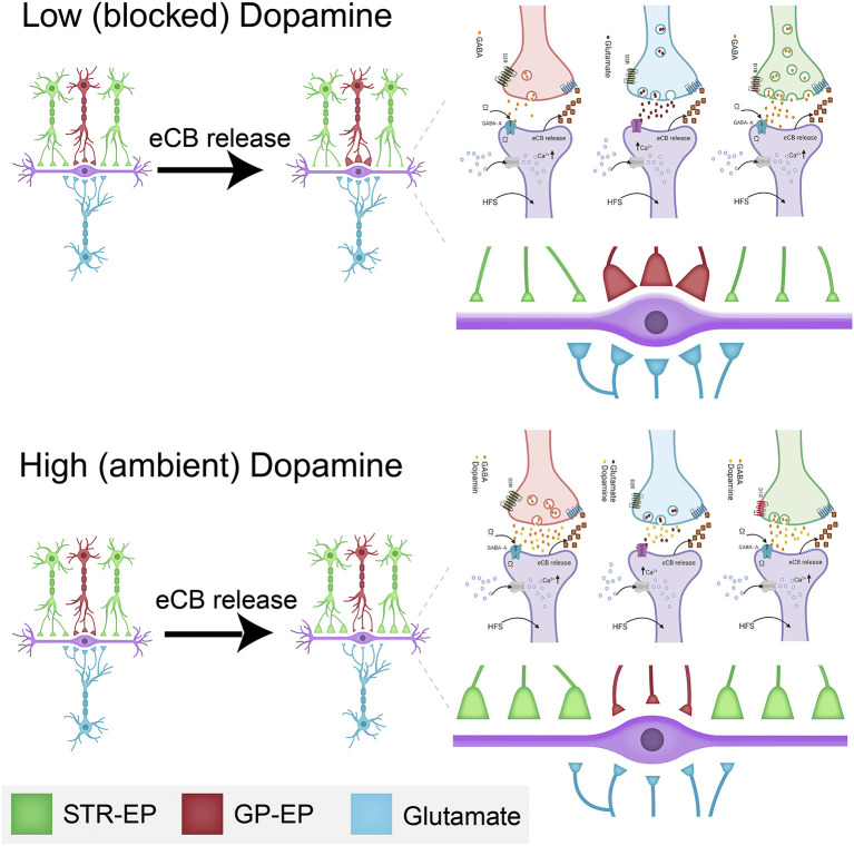 Schematic drawing of the dopamine-eCB induced synaptic dynamics in the EP. The top drawing displays the changes schematically to synaptic strength at low (or blocked) dopamine levels. The bottom illustration shows the changes schematically to synaptic strength at high (or ambient) dopamine levels. The changes to synaptic strength are depicted by the relative changes to the size of individual synaptic terminals in the figure and enlarged on the right. Some of the biochemical mechanisms involved in plastic changes described in this manuscript are shown in each panel. These detailed drawings were made with Biorender.com.