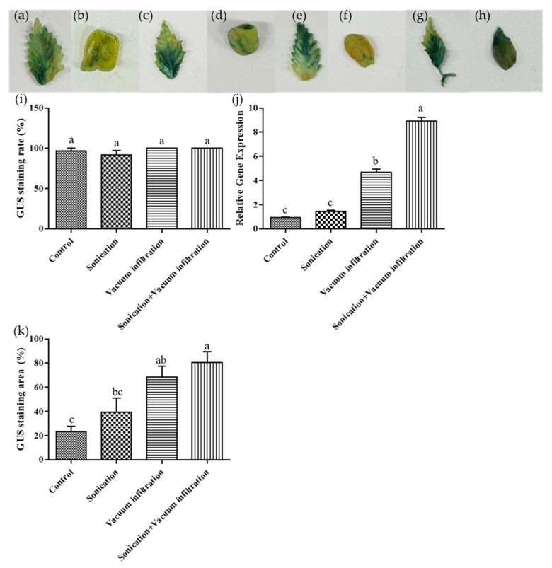 Effects of sonication and vacuum infiltration treatment on GUS expression in transformed plant tissues (leaf). (a–h) Representative images of histochemical GUS staining in different treatment groups. (a,b) untreated control; (c,d) sonication-only; (e,f) vacuum-infiltration only; (g,h) combination of sonication and vacuum infiltration. (a,c,e,g) leaf tissue, (b,d,f,h) cotyledon tissue. (i) Percentage of GUS-stained seedlings under various treatment conditions. (j) Relative GUS gene expression analyzed by qPCR. (k) Quantification of GUS-stained area under various treatments using ImageJ. Data represent the means of three replicates, and error bars indicate SEM. Means with the same letters are not significantly different (Tukey’s test, p < 0.05).
