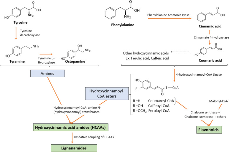 Proposed biosynthesis pathway of phenolic compounds in cannabis seeds