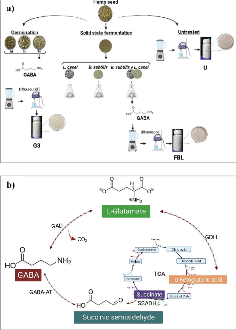 (a) The schematic diagram of hemp milk production from germinated, solid-state fermented, and untreated seeds and (b) summary of the GABA biosynthesis pathway. U: untreated; G3: germinated for 3 days; FBL: solid state fermented by co-cultures of. L. casei and B. subtilis, GABA: γ-aminobutyric acid; GAD: glutamic acid decarboxylase; GDH: glutamic acid dehydrogenase; TCA: tricarboxylic acid; SSADH: succinate-semialdehyde decarboxylase; GABA-AT: GABA transaminase