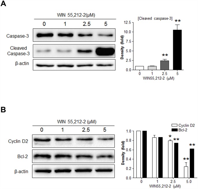 Effects of WIN55,212–2 treatment on the expression of Bcl-2 and cyclin D2 in βTC6 cells.βTC6 cells exposed to WIN55,212–2 for 24 h were subjected to western blot analysis for cleaved caspase-3 (A) or cyclin D2 and Bcl-2 (B). Relative densities for the indicated proteins are shown on the right. Data are shown as the mean ± SEM from three independent experiments. *P< 0.05; **P< 0.01.