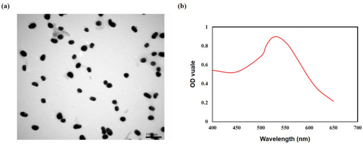 (a) TEM images of GNP solution; (b) UV-vis absorption spectrum of GNP solution.