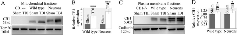 TBI induced acute upregulation of mtCB1 and plasma membrane CB1 24 h post injury. Western blot analysis of mtCB1 and plasma membrane CB1 24 h post injury showed CB1 increased in mitochondria separated from cultured neurons and wild type mice after injury but not CB1−/− mice (a, b). CB1 relatively slightly increased in plasma membrane fractions separated from cultured neurons and wild type mice after injury but not CB1−/− mice (c, d). Cadherin is a plasma membrane protein, Tom20 is a mitochondrial protein. Values were expressed as mean ± SE (*p < 0.05 versus sham, ***p < 0.001 versus sham)