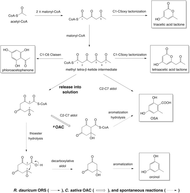 Summary of the reactions catalyzed by ORS, from acetyl-CoA as a starter substrate. aIn the presence of C. sativa OAC, methyl tetra-β-ketide CoA, released from the ORS active site, undergoes aldol condensation to form a C2–C7 linkage. The following aromatization and thioester hydrolysis could take place in solution to yield OSA. In the absence of OAC, the tetraketide CoA would be spontaneously cyclized into orcinol.