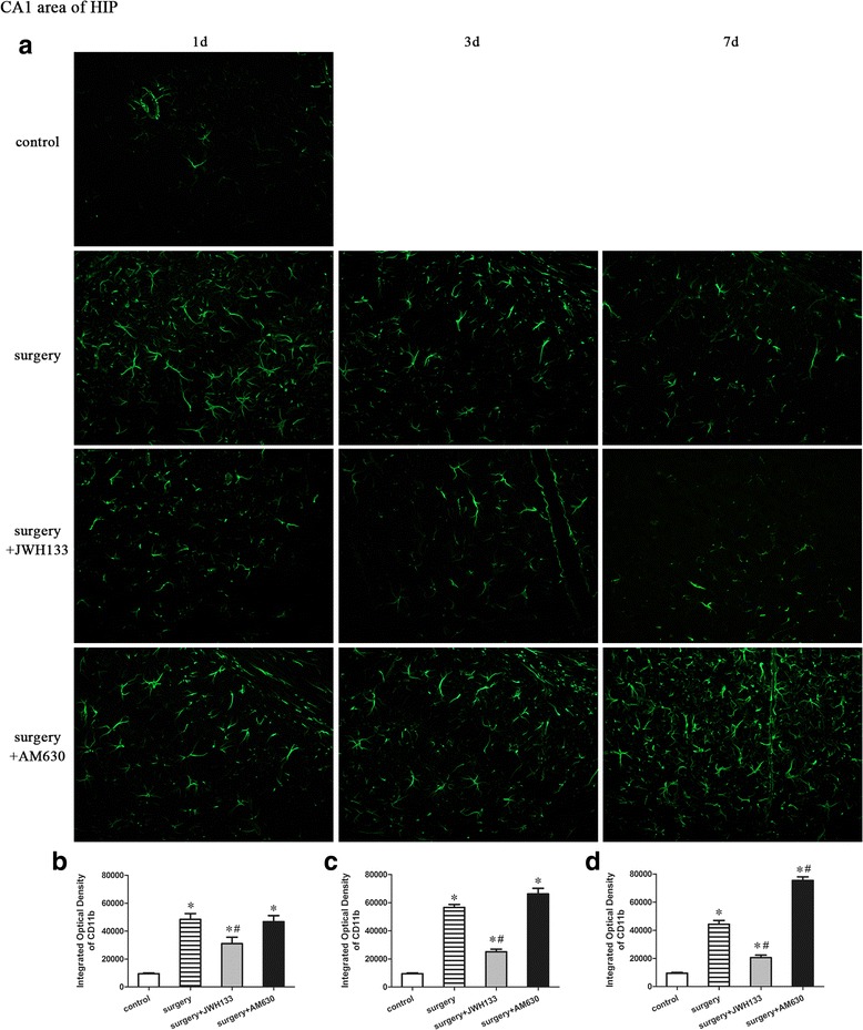 Surgery resulted in an increased expression of CD11b in the CA1 area of the hippocampus. JWH133 treatment alleviated the surgery-induced upregulation of CD11b in the CA1 area of the hippocampus, while AM630 aggravated it. Representative immunofluorescence images show the expression of CD11b (green pixels) in the hippocampal CA1 area of mice 1, 3, and 7 days after surgery (a). Original magnification = ×200. Quantitative analyses of the immunofluorescence images (b–d). The data are plotted as the mean ± standard error of the mean for each group (n = 3 per group). *p < 0.05 versus the control group, # p < 0.05 versus the surgery group