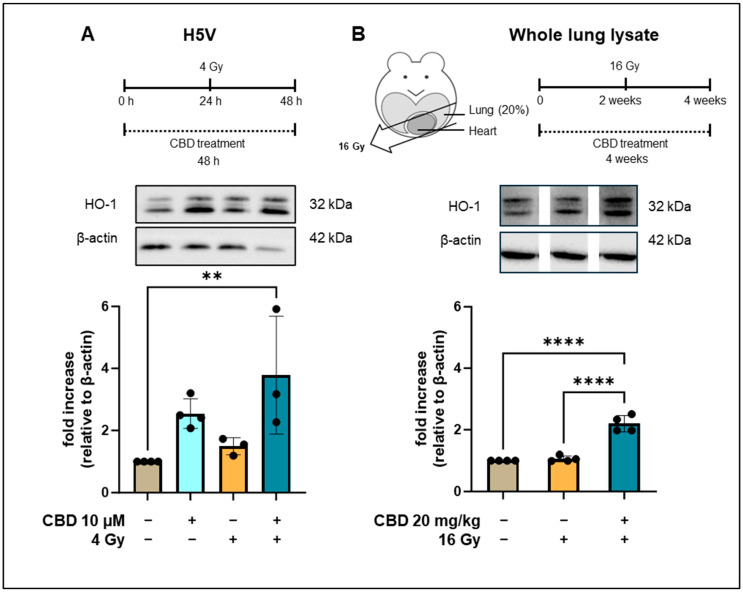 Heme oxygenase-1 (HO-1) levels in H5V and whole lung lysates of C57BL/6 mice. (A) Treatment schedule of HV5 cells treated with CBD for 48 h and an irradiation with 4 Gy after 24 h. Representative Western blot of HO-1 and β-actin levels in H5V cells: untreated (lane 1), treated with CBD for 48 h (lane 2), irradiated (4 Gy, 24 h after CBD treatment; lane 3), treated with CBD for 48 h and irradiation (4 Gy, 24 h after CBD treatment; lane 4). The fold increase relative to β-actin is from 3 to 4 independent experiments (n = 3–4). (B) Treatment schedule of C57BL/6 mice receiving either CBD for 4 weeks (20 mg/kg body weight per day) or a partial lung irradiation (16 Gy) after 2 weeks. Representative Western blots of HO-1 and β-actin levels (images spliced from same blot) in whole lung lysates of C57BL/6 mice kept untreated (lane 1), after partial lung irradiation (16 Gy, lane 2), or after treatment with CBD (20 mg/kg body weight per day) for 4 weeks and irradiation (partial lung irradiation 16 Gy after 2 weeks, lane 3). Data are mean values ± SD of 4 C57BL/6 mice; ** p < 0.01 and **** p < 0.0001. Original western blots are presented in Supplementary Materials.