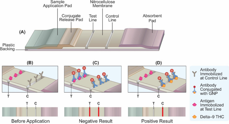 a Schematic diagram of LFIA test strip. Schematic illustration of one binding mechanism of competitive LFIAs, b before use, c negative test, and d positive test with their respective visual appearance