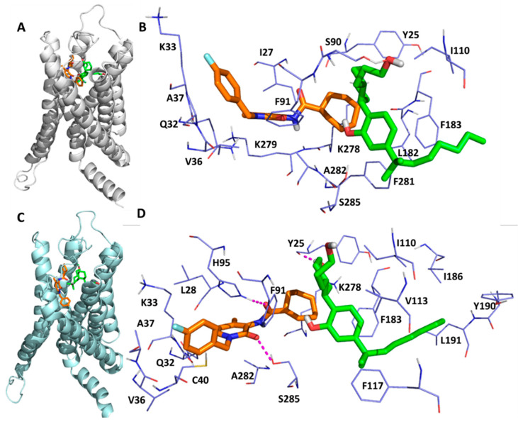The detailed interactions between C-2, CP55940 and CB2 receptor where C-2 resides in site H. (A) The crystal structure of CP55940/CB2 with C-2, the PAM binding at site H. (B) The CB2 residues surrounding CP55940 and C-2. (C) The representative MD structure (the one that is structurally most similar to the average structure). (D) The residues surrounding CP55940 and C-2 in the representative MD structure. Two hydrogen bonds are formed between C-2 and CB2 residues (H952.65 and S2857.38), and one hydrogen bond is formed between CP55940 and Y25. The hydrogen bonds are shown as magenta dashed lines.