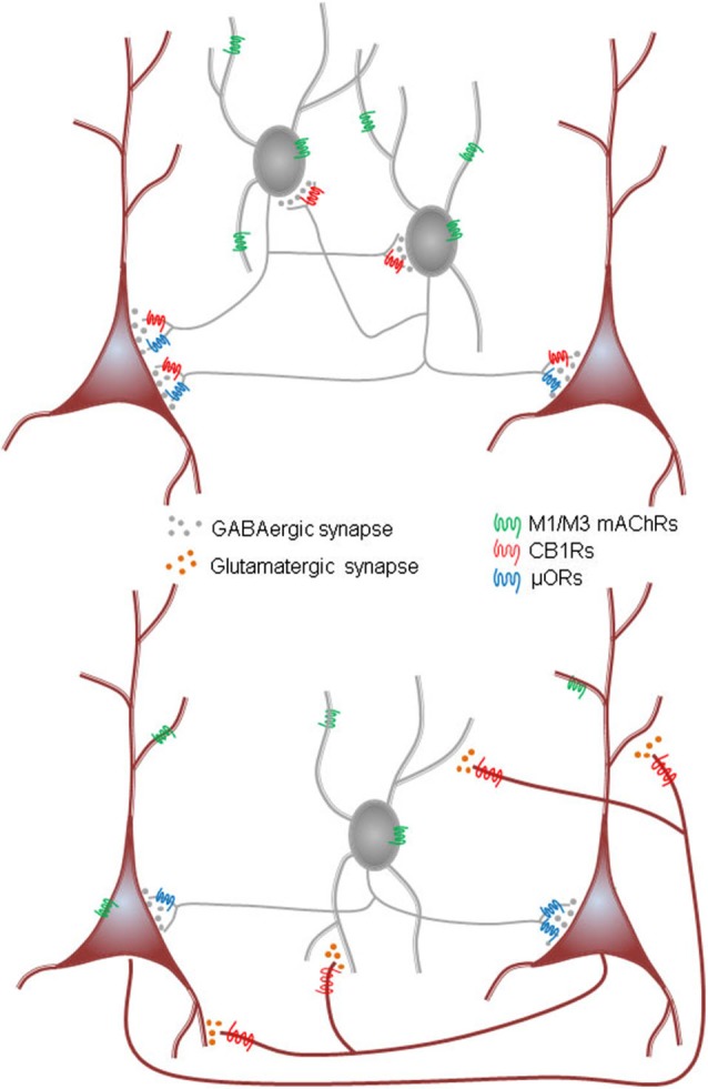 Diagrams of two models for mACh-induced inhibitory rhythmic IPSCs in hippocampus. Top, synaptically connected interneuron network is tonically activated by activation of M1/M3 mAChRs on interneurons in CA1. Interneuron firing is induced by mAChR-induced depolarization that, when integrated with intrinsic interneuron firing properties and incoming GABAergic IPSPs from other interneurons of the group, generates rhythmic synchronous interneuron firing. The target PCs receive a rhythmic barrage of IPSPs. This is analogous to the ING (“interneuron gamma”) model of gamma rhythms. Cannabinoids interrupt rhythms generated by this network by inhibiting the release of GABA from the CB1R-expressing (mainly CCK+) interneurons; opioids probably inhibit the network by acting on μORs present on a subset of the CB1R+ cells. Note evidence of Pietersen et al. (2014) for an intrinsic γ generator in CA1 that would involve a PING mechanism. Bottom, ACh drives action potential firing in an interconnected excitatory network (such as the CA3, but not the CA1, PCs) as well as in the interneurons. The glutamatergic output of the PCs excites interneurons that feed GABAergic IPSPs back onto the PCs. Interactions between the excitatory and inhibitory cells generates the rhythms. This is analogous to the PING (“pyramidal-interneuron gamma”) model. Cannabinoids inhibit rhythms generated by this network by inhibiting the release of glutamate from the PCs; opioids inhibit the rhythms by acting on the μORs on the (mainly PV+) interneurons.