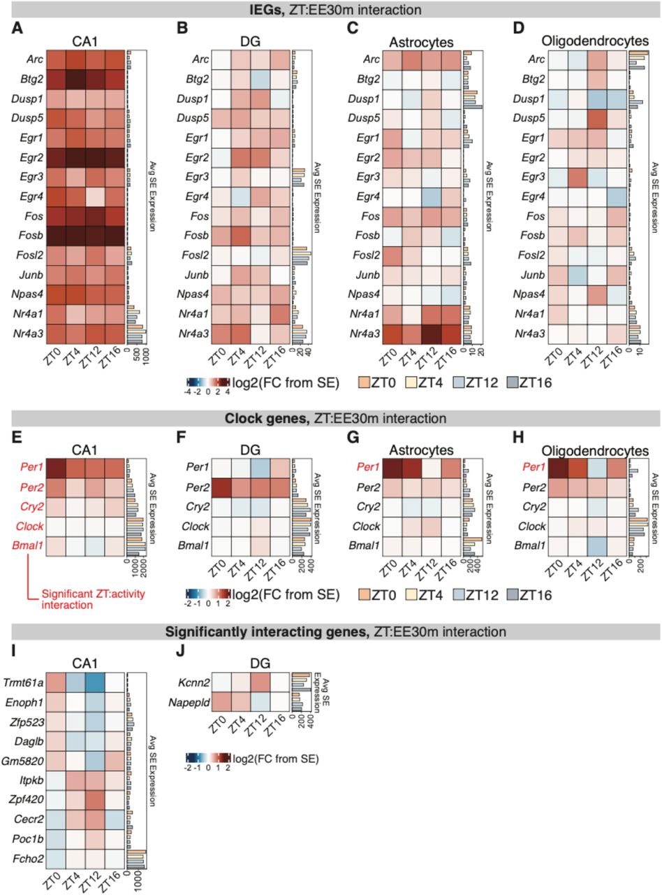 Interactions between activity- and circadian-dependent transcription in the hippocampus.(A-D) Expression change between EE30m vs SE for IEGs across the circadian period. Baseline pseudobulk expression for each gene at each ZT is plotted on the right.\(E-H) As in (A-D) but for canonical clock genes.(I) Expression change between EE30m vs SE for genes with significant ZT:activity_condition interaction (Methods). Baseline pseudobulk expression for each gene at each ZT is plotted on the right.(J) As in (I) but for DG. Note: astrocytes and oligodendrocytes had no significantly interacting genes between ZT and activity condition.