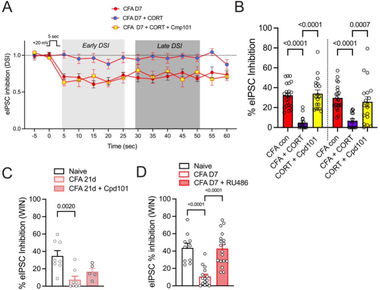 Increased endocannabinoid levels prime CB1Rs for desensitization.A. Superfusion of CORT (1 µM) in naïve rats produces prolonged DSI (Fig. 3D) but both early and late phase DSI is absent in the presence of CORT in CFA-treated rats. Incubation of slices in the GRK2/3 inhibitor Cpd 101 (1 µM) was sufficient to recover DSI in the presence of CORT in recordings from CFA-treated rats indicating that CORT desensitized CB1Rs. B. Summary of DSI in panel A analyzed with all DSI data in Fig. 3 (see Table 1). Tukey’s multiple comparisons shown on graph. C. The effect of WIN55,212-2 (WIN; 3 µM) to inhibit eIPSCs was reduced in CFA rats at D21 compared to naïve rats and partially reversed in the presence of Cpd101 (1 µM). One way ANOVA, F2,18 = 8.49, p = 0.003, Tukey’s multiple comparisons on graph. D. The effect of WIN was also reduced at D7 post-CFA and superfusion of RU486 (5 µM) was sufficient to recover the effect of WIN. One way ANOVA, F2,40 = 20.34, p < 0.0001, Tukey’s multiple comparisons on graph.