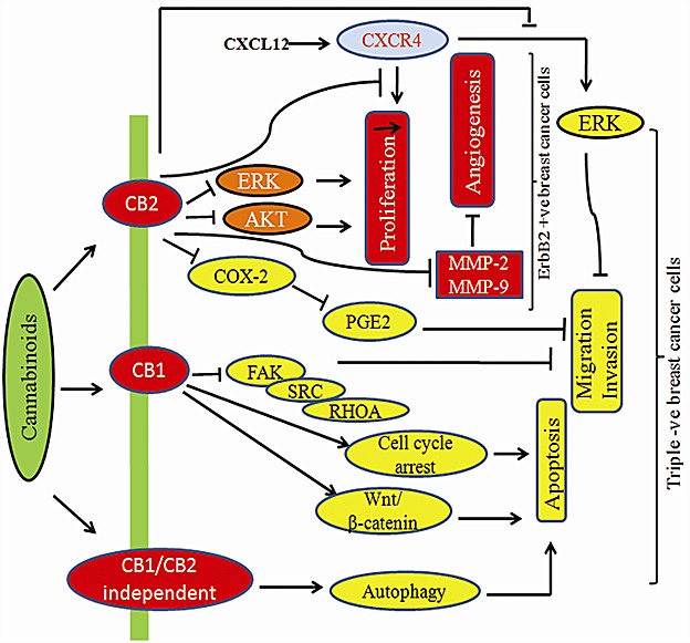 Modulatory effect of cannabinoids on HER-2 +ve and Triple −ve breast cancer cellsCannabinoids inhibit key signaling targets in triple negative breast cancer which has worse prognosis in patients.