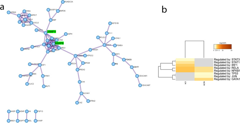 Metascape analysis of genes differentially expressed between CM and NCM reveals protein interaction network and involvement of the transcription factors IRF1, STAT1/3, NFKB1 and RELA in the gene regulatory networks of the CM state. a Protein interaction network generated with Metascape from genes differentially expressed between CM and NCM. A central cluster is located around MMP8 and MMP8 which have been associated with CM by Polimeni and Prato, due to their potential to disrupt the subendothelial basement membrane and process and regulate cytokines [16]. Moreover, Polimeni and Prato propose that haemozoin promotes NF-kappaB-controlled gene expression of MMP9. b Heatmap of transcription factors generated with Metascape employing the TRRUST method using genes differentially expressed between CM and NCM. Graphics were created with Metascape (https://metascape.org/), [42]