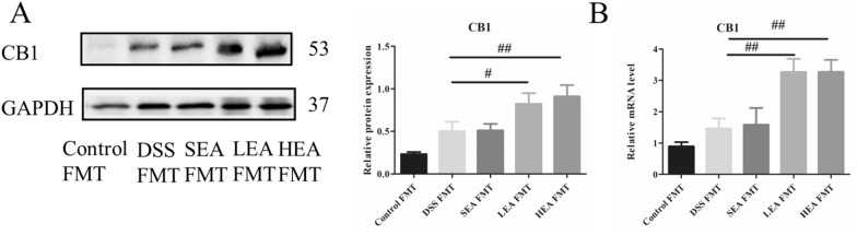 EA FMT upregulated the expression of CB1. A The protein level of colonic CB1. B The mRNA expression of colonic CB1. (n = 6 mice per group, #P < 0.05, ##P < 0.01 vs. the DSS FMT group)