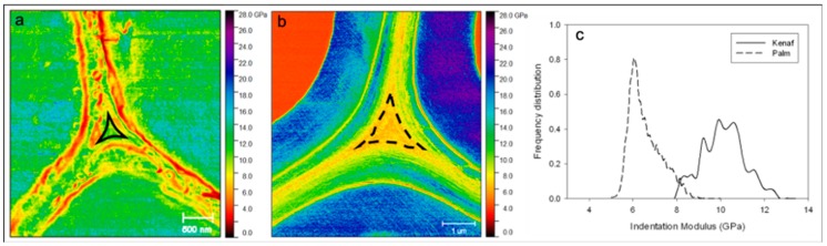 (a) Kenaf middle lamella where a non-uniform distribution is clearly visible; (b) date palm middle lamella with a more uniform indentation modulus distribution inside the middle lamella of the tricellular junction; (c) distribution of indentation modulus in middle lamella area of kenaf and palm, showing a high difference in the spread of values. For kenaf and date palm, the area investigated is highlighted in (a) and (b) using solid and dotted black lines, respectively.