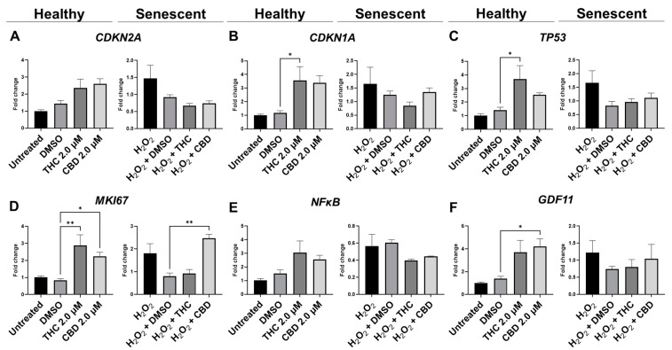 Effects of phytocannabinoids on mRNA levels of cell cycle regulators in CCD-1064Sk human dermal fibroblasts (PDL 24). mRNA levels were presented as a ratio of the target gene relative to GAPDH for expression of (A) CDKN2A, (B) CDKN1A, (C) TP53, (D) MKI67, (E) NF-κB, and (F) GDF11. Data were analyzed with an ANOVA test followed by a Dunnett’s post-hoc multiple comparison test compared to the vehicle. Bars represent mean ± SEM, n = 3. Significance is indicated using the following scale: * p < 0.05, ** p < 0.01. CBD, cannabidiol; DMSO, dimethyl sulfoxide (vehicle); THC, delta-9-tetrahydrocannabinol.