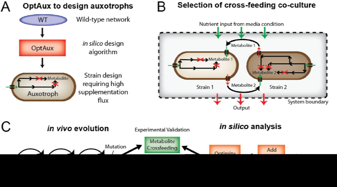 Study OverviewA: An algorithm was developed to de novo predict reaction deletions that will produce E. coli strains auxotrophic for a metabolite of interest. B: From the set of auxotrophic strain designs, pairs were selected to determine whether they were capable of forming a nascent syntrophic cross-feeding community. C: The chosen co-cultures were both evolved via adaptive laboratory evolution and modeled using a genome-scale model of E. coli metabolism and expression (ME-model) [19,20]. The model predictions of optimal strain abundances and metabolite cross-feeding were verified using resequencing data from the co-culture wet-lab experiments.