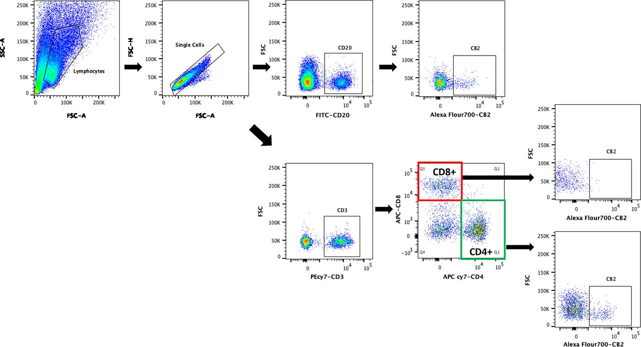 Gating strategy to assess CD4+/CD8+/CD20+ CB2+ cells