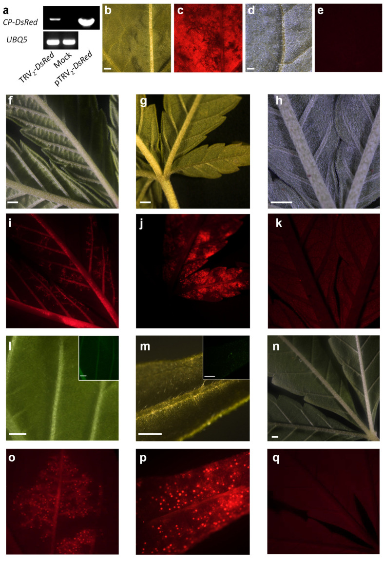 TRV2-mediated expression of DsRed. (a) Detection of the viral CP-DsRed transcripts by RT-PCR in cannabis line MF-219 2 weeks after inoculation with pTRV2-DsRed or mock inoculated plants and on pTRV2-DsRes plasmid as a positive control. UBQ5 was used as a control gene. Nicotiana benthamiana (b,c) and cannabis (f,i,l,o) inoculated with pTRV2-DsRed by syringe infiltration or by vacuum infiltration (g,j,m,p). pTRV2-inoculated Nicotiana benthamiana (d,e) and cannabis (h,k) were used as controls in addition to mock-inoculated cannabis (n,q). The images were taken using a fluorescence stereomicroscope using red (c,e,i–k,o–q) and bright field (b,d,f–h,l–n) channels. The insets in (i,m) are the same images taken in the GFP channel (scale bar = 1 mm).