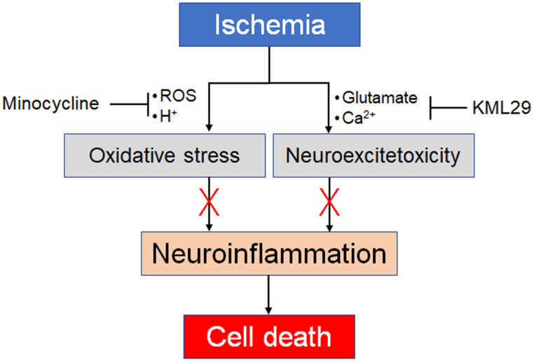 Our proposal for combination pharmacotherapy against ischemia. Ischemia induces two main factors, oxidative stress and neuroexcitotoxicity, which both lead to neuroinflammation. Therefore, neuroprotective effects should be enhanced by preventing both factors by using an anti-oxidative agent and an MAGL inhibitor.