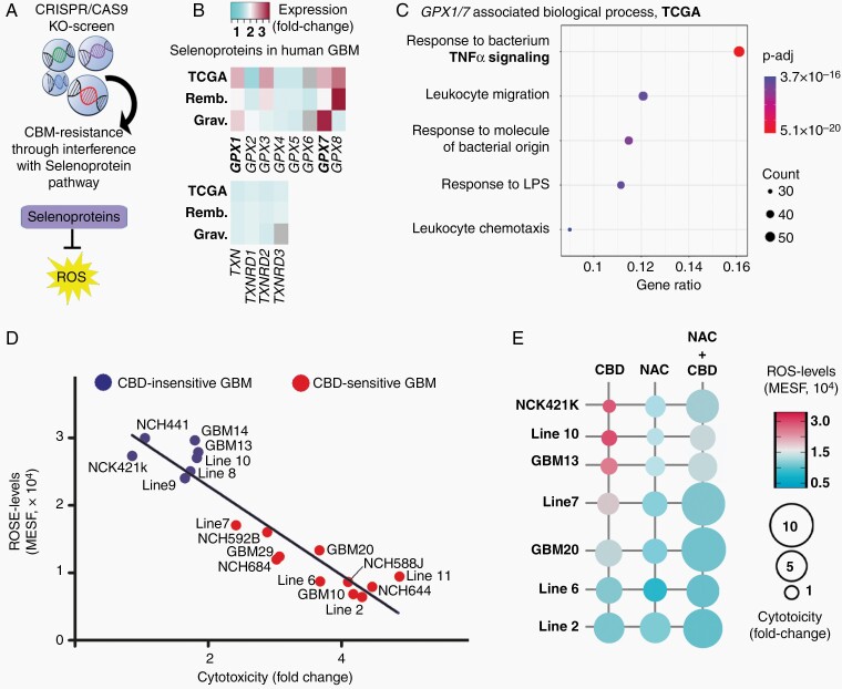 ROS (reactive oxygen species) levels in human GBM stem-like cells (GSC) impact on NF-κB signaling and control CBD (cannabidiol) sensitivity. (A and B) Schematic: Our pharmacogenomics screen revealed that interfering with the synthesis of selenoproteins blocks CBD-induced hGSC death; selenoproteins have a prominent role in controlling ROS levels. Heatmap: Interrogation of transcriptomics databases (TCGA; REMBRANDT; Gravendeel) indicated glutathione-peroxidases 1 and 7 (GPX1, GPX7) as preponderant selenoproteins in hGSC. (C) Expression levels for GPX1 and GPX7 are tightly associated with the activity of the TNFα pathway in hGSC (TCGA database). (D) ROS levels (quantified as molecules of equivalent soluble fluorochromes, MESF) were measured in hGSC under steady-state conditions and correlated with fold-change values for CBD-induced cytotoxicity; this indicated a tight inverse correlation (graph) of CBD-induced hGSC cell death levels with MESF. (E) hGSC cells were treated with CBD, the antioxidant N-acetylcysteine (NAC) or CBD + NAC; bubble plot shows that NAC reduced ROS levels in hGSC and facilitated CBD-induced hGSC cytotoxicity. Goodness of fit in (D): r2 = 0.8834 (P < .0001; F test).
