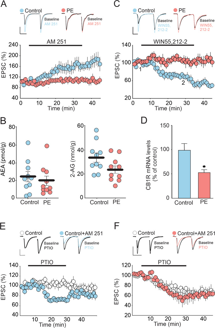 PE impairs tonic eCB signaling at DRn glutamate synapses by downregulating CB1 receptors.A PE abolishes tonic eCB-mediated inhibition of glutamatergic synaptic transmission in the DRn. Lower panel is a summary of the time course of normalized EPSCs illustrating the potentiation of EPSC amplitude induced by CB1 antagonist AM 251 (3 µM) in control (, n = 10, N = 5 from 3 litters, paired t-test: p < 0.01, vs baseline) and in PE rats (, n = 9, N = 5 from 3 litters, paired t-test: p > 0.05, vs baseline). Upper panel illustrates superimposed averaged EPSC traces collected before (1) and during application (2) of AM 251 (3 µM). Scale bars: 50 pA, 20 ms. (B) PE does not alter the levels of AEA and 2-AG in the DRn. Left panel depicts summary of the average AEA levels in the DRn of control (, n = 9, N = 5 from 3 litters) and PE (, n = 9, N = 5 from 3 litters, independent t-test: p > 0.05, vs PE). Right panel illustrates a summary of the average 2-AG levels in the DRn of control (, n = 9, N = 5 from 3 litters) and PE (, n = 9, N = 5 from 3 litters, independent t-test: p > 0.05, vs PE). (C) PE blocks the inhibition of EPSC amplitude induced by the CB1R agonist win 55,212-2. Lower graph is a time course summary of the effects of Win 55,212-2 (10 µM) on EPSC amplitude in control (, n = 11, N = 6 from 3 litters, paired t-test: p < 0.05, vs baseline) and PE rats (, n = 8, N = 5 from 3 litters, paired t-test: p > 0.05, vs baseline). (D) PE reduces the mRNA levels of CB1R in the DRN (independent t-test: p < 0.05, control vs PE). (E) In control rats, persistent blockade of CB1R enhances tonic NO signaling which mimics the effect observed in PE rats. Lower graph is time course summary of the effect of NO scavenger PTIO (100 µM) on the amplitude of EPSCs obtained in DRn slices pre-incubated without (, n = 9, N = 4 from 2 litters, paired t-test: p > 0.05, vs baseline) and with AM 251 (3 µM) (, n = 9, N = 5 from 3 litters, paired t-test: p < 0.001, vs baseline) in control rats. Upper graph is representative EPSCs traces taken before (1) and during PTIO application (2) in without (left traces) and with AM 251(right traces) pre-incubation. Scale bars: 50 pA, 20 ms. (F) In PE rats, persistent blockade of CB1R does not alter the depression of EPSC amplitude induced by NO scavenger PTIO. Lower panel is a summary of the time course of the depression of EPSCs induced by PTIO (100 µM) in DRn slices pre-incubated without (, n = 9, N = 5 from 3 litters, paired t-test: p < 0.001, vs baseline) and with AM 251 (3 µM) (, n = 8. N = 4 from 2 litters, paired t-test: p < 0.001, vs baseline) in PE rats. Upper graph is representative EPSCs traces taken before (1) and during PTIO application (2) in slices pre-incubated without (left traces) and with AM 251 (right traces), respectively. Scale bars: 100 pA, 25 ms. n = number of cells, N = number of rats.