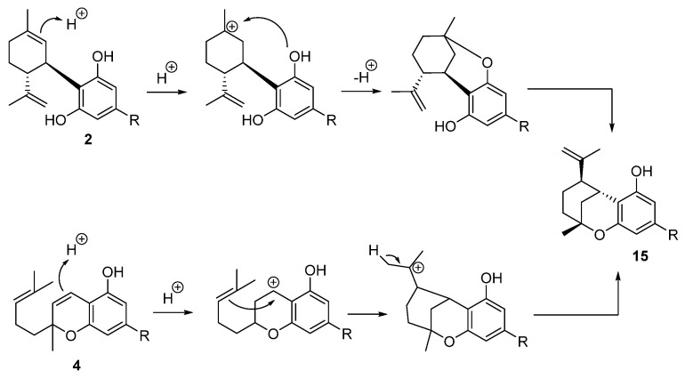 Acid-catalyzed cyclization of CBD (2) and CBC (4) to iso-THC (15). R = n-pentyl.