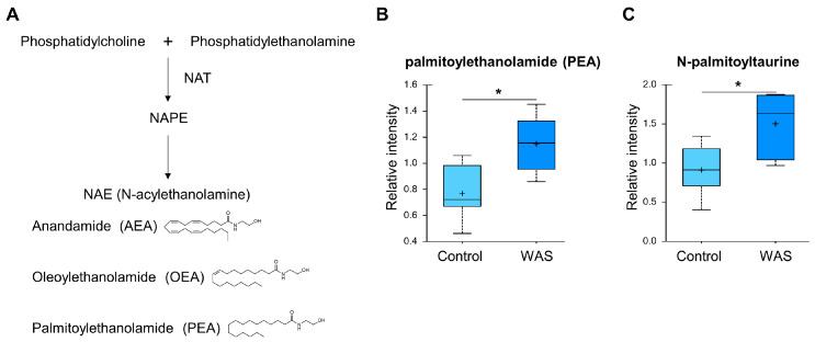 Effects of acute WAS on the endocannabinoid levels. (A) Endocannabinoid metabolism. Measurements of brain content of palmitoylethanolamide (B) and N-palmitoyl taurine long-chain fatty acids (C). * p < 0.05 (Welch’s two-tailed t-test).