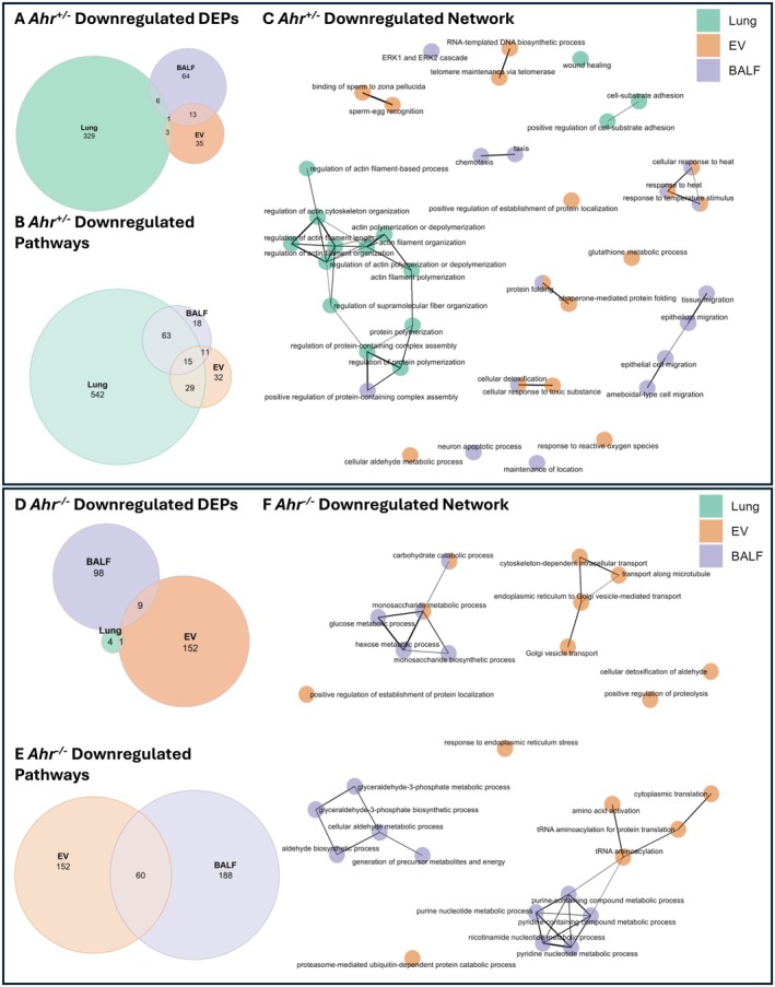 Overlapping and unique downregulated DEPs and pathways across lung compartments in response to cannabis smoke. Venn diagram of downregulated DEPs (A) and pathways (B) in Ahr +/− mice exposed to cannabis smoke versus air. (C) Network analysis of upregulated pathways in Ahr +/− mice, with each node representing biological processes enriched in lung (green), EVs (orange), or BALF (purple). Venn diagram of downregulated DEPs (D) and pathways (E) in Ahr −/− mice exposed to cannabis smoke versus air. (F) Network analysis of upregulated pathways in Ahr −/−, with each node representing biological processes enriched in lung (green), EVs (orange), or BALF (purple).