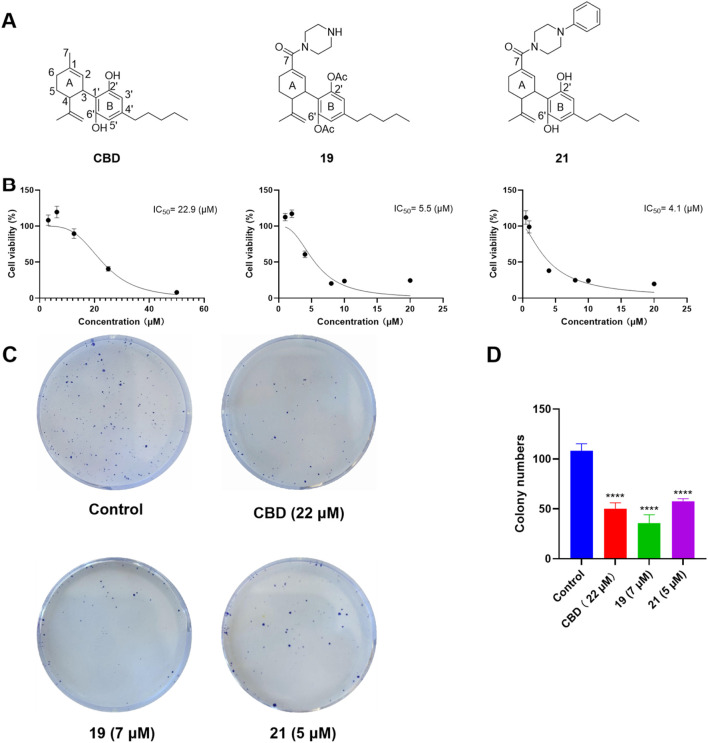 Chemical structure of CBD and its derivatives 19 and 21 (A), and their antiproliferative effects against the growth of ovarian cancer Caov-3 cells (B). Clone formation assay in Caov-3 cells treated with CBD, 19 and 21 using crystal violet staining (C). Quantitative analysis of colony numbers treated with CBD, 19, and 21 (D).