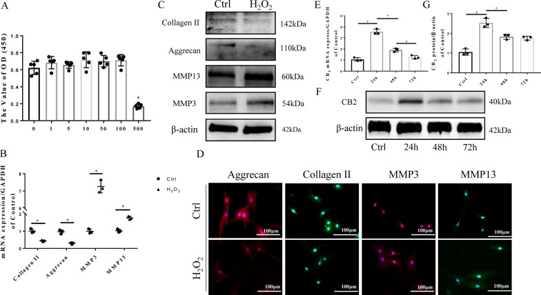 H2O2 induces NPC degeneration and affects CB2 expression in NPCs. A CCK-8 results showing that cell viability is not affected by H2O2 at a concentration of 100 µM (*p < 0.05 compared with H2O2 100 µM, 12 h). B RT-qPCR results for aggrecan, collagen II, MMP3 and MMP13 (*p < 0.05). C Western blot results of collagen II, aggrecan, MMP3 and MMP13. D Representative ICC image of collagen II, aggrecan, MMP3 and MMP13; scale bar, 100 μm. E RT-qPCR results of CB2 at different time points after treatment (*p < 0.05). F Western blot results of CB2 at different time points after H2O2 treatment. G Quantitative analysis of the Western blot (* p < 0.05) (n = 3 Independent experiments)