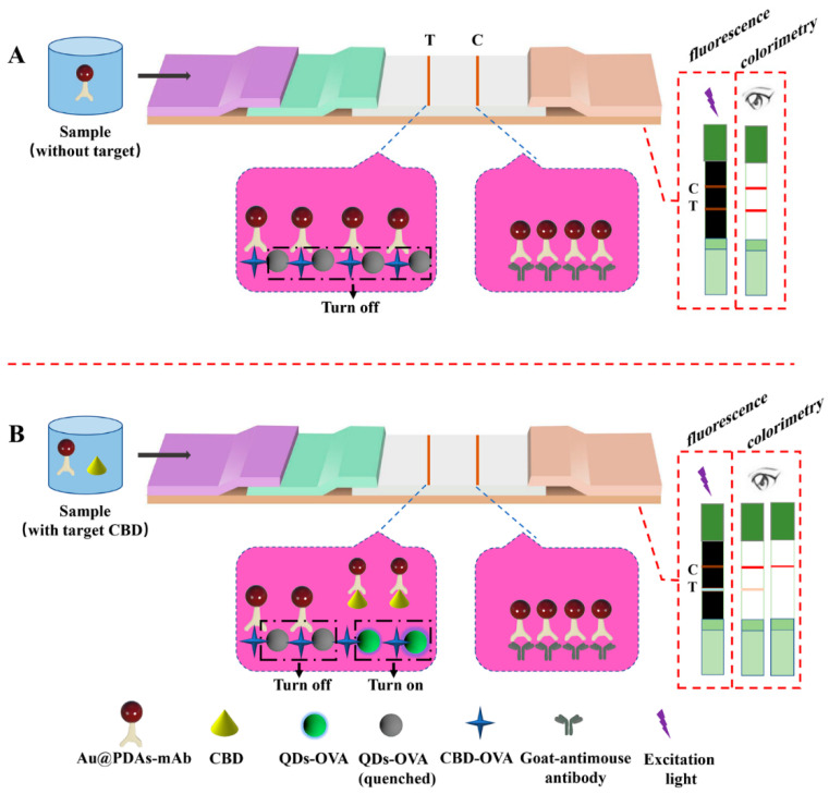 Principle of Au@PDAs-QDs-LFIA: (A) detection mode without target CBD; (B) detection mode with target CBD.