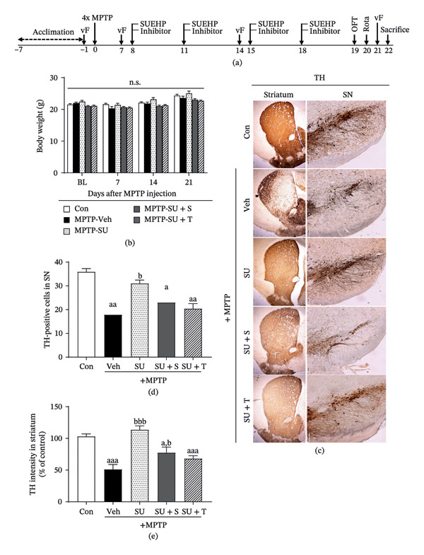 Effect of CB1 antagonist or PPARγ inhibitor on the SUEHP‐mediated recovery of dopamine pathways. (a) Experimental timeline for evaluating the effects of CB1 antagonist or PPARγ inhibitor in MPTP‐induced PD mouse model treated with SUEHP treatment at GB34 acupoint. CB1 antagonist or PPARγ inhibitor was administered intraperitoneally 30 min before SUEHP treatment at the GB34 acupoint. (b) Body weight was monitored weekly throughout the experiment. (c) After the experiment, the brain was extracted and sectioned at 20 μm to assess tyrosine hydroxylase (TH) expression using DAB staining in the substantia nigra and striatum. (d) The number of TH‐positive cells in the substantia nigra and (e) TH intensity in the striatum was determined using ImageJ. Scale bar = 200 μm (substantia nigra) or 500 μm (striatum). Data are presented as the mean ± SEM (n = 10 except for DAB staining, n = 4). aa p < 0.01, aaa p < 0.001 vs. Con. bb p < 0.01, bbb p < 0.001 vs. MPTP‐Veh. Abbreviations: BL, baseline: CB1, cannabinoid receptor 1; MPTP, 1‐methyl‐4‐phenyl‐1,2,3,6‐tetrahydropyridine; n.s., not significant; OFT, open field test; PD, Parkinson’s disease; PPARγ, peroxisome proliferator‐activated receptor gamma; SEM, standard error of the mean; SN, substantia nigra; SUEHP, SU‐Eohyeol pharmacopuncture; TH, tyrosine hydroxylase; vF, von Frey filament test. Experimental groups: Con, saline control + saline injection at GB34; MPTP‐Veh, MPTP + saline injection at GB34; MPTP‐SU, MPTP + SUEHP injection at GB34; MPTP‐SU + S, MPTP + SUEHP injection at GB35 with SR141716A pretreatment; MPTP‐SU + T, MPTP + SUEHP injection at GB34 with T0070907 pretreatment.