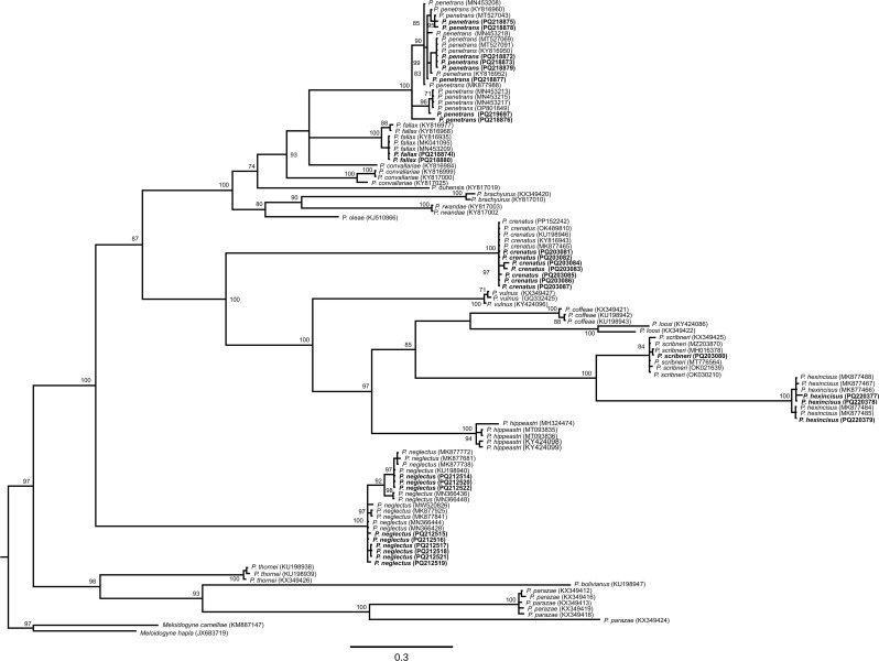 Phylogenetic relationships between Pratylenchus species populations collected from hemp fields in the Pacific Northwest (Oregon and Washington) as inferred from Bayesian analysis of the COX1 gene sequences using the GTR + I + G model of nucleotide substitution. Posterior probabilities of over 70% are given for appropriate clades. Sequences generated in this study are highlighted in bold