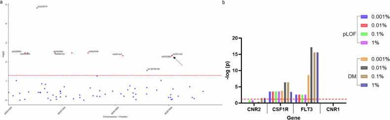 Association of rare variants of CNR2 with anal polyp occurrences and common and rare variants with monocyte count.a Manhattan plot of p values in the exomic region of CNR2 (build GRCh37) showing common variants (red, MAF > 1%) and rare variants (blue, MAF ≤ 1%) associated with monocyte count. Q63R variants are indicated with a black arrow. b Gene-based burden test of rare variants of CNR2, genes associated with monocyte proliferation (CSF1R and FLT3), and CNR1 for putative loss of function mutations (pLOF) and putative loss of function deleterious missense mutations (DM) at the indicated allele frequencies.